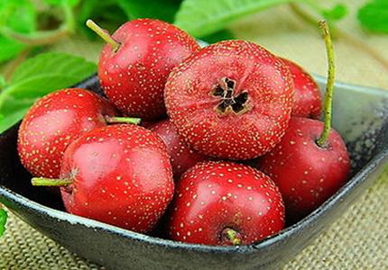 山楂:果膠(jiāo)之王.jpg 山楂:果膠之王.jpg